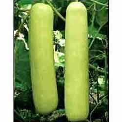 Manufacturers Exporters and Wholesale Suppliers of Bottle Gourd Hybrid Seeds Hyderabad Andhra Pradesh